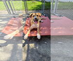 Small #8 Black Mouth Cur Mix