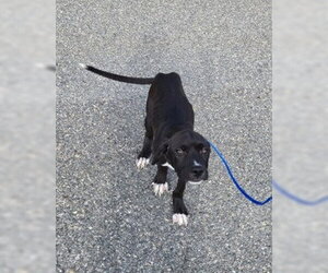 PR 52 Life is a Highway - Male Labrador Retriever-Unknown Mix Dog for Adoption - Photo #2