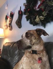Mastiff-Unknown Mix Dogs for adoption in HI RLS MTN PK, NM, USA
