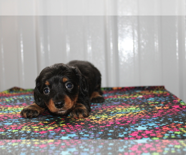 Medium Photo #7 Dachshund Puppy For Sale in BEDFORD, IN, USA