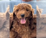 Small #7 Goldendoodle (Miniature)
