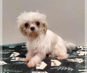 Maltese Dogs for adoption in St. Louis Park, MN, USA