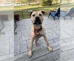 Small #9 American Pit Bull Terrier-Bulldog Mix