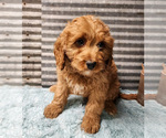 Puppy Princess Cavapoo (Miniature)-Poodle (Standard) Mix