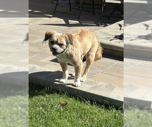 Frankie - Male Border Terrier-Unknown Mix Dog for Adoption - Photo #4