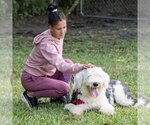 Small Photo #6 Old English Sheepdog-Unknown Mix Puppy For Sale in Miami, FL, USA