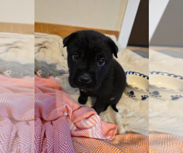 Medium Photo #1 Mutt Puppy For Sale in New London, WI, USA