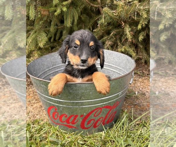 Medium Photo #4 Bernedoodle Puppy For Sale in MIDDLEBURY, IN, USA