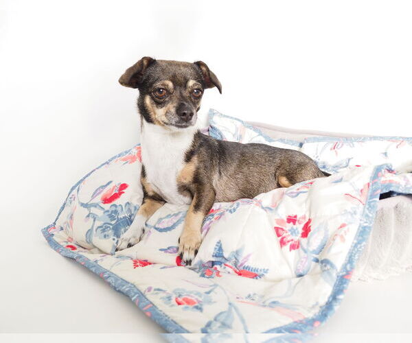 Medium Photo #4 Chiweenie Puppy For Sale in phoenix, AZ, USA