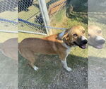 Small #2 Mutt