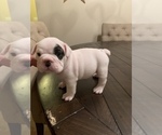 Small Photo #5 English Bulldog Puppy For Sale in ACWORTH, GA, USA