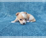 Small #2 Chihuahua Mix