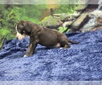 Small #14 Catahoula Leopard Dog