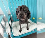 Small #3 Poodle (Miniature) Mix
