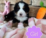 Small Photo #4 Bernese Mountain Dog Puppy For Sale in BRANSON, MO, USA