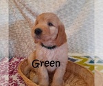 Small Photo #17 Goldendoodle Puppy For Sale in PERRYSVILLE, OH, USA