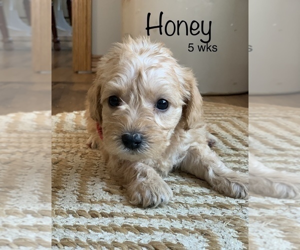 Medium Photo #4 Schnoodle (Miniature) Puppy For Sale in LARCHWOOD, IA, USA