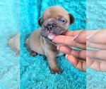 Small #1 French Bulldog