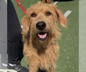 Sperry - Male Miniature Labradoodle Dog for Adoption - Photo #2