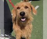 Small Photo #2 Miniature Labradoodle Puppy For Sale in San Diego, CA, USA