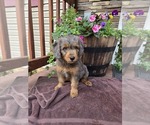 Puppy Preston Aussiedoodle