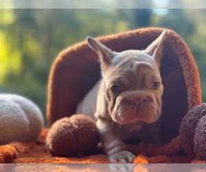 French Bulldog Puppy for sale in POWHATAN, VA, USA