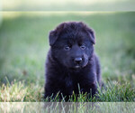 Small #4 German Shepherd Dog