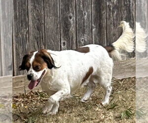 Wilbur - Male Cocker Spaniel-Unknown Mix Dog for Adoption - Photo #4
