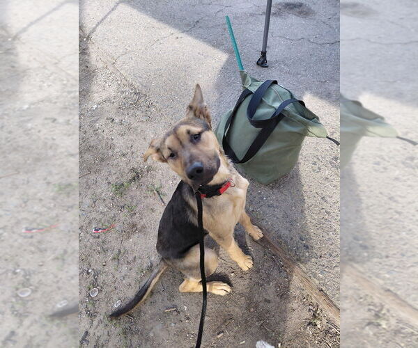 Medium Photo #2 German Shepherd Dog Puppy For Sale in Cupertino, CA, USA