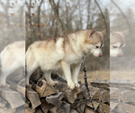 Small Photo #24 Alaskan Klee Kai-Pomsky Mix Puppy For Sale in STAPLES, MN, USA