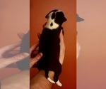 Small Photo #27 American Bulldog Puppy For Sale in MARYVILLE, MO, USA