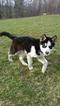 Small Photo #1 Alaskan Malamute Puppy For Sale in SALEM, OH, USA