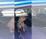 Small #1 American Pit Bull Terrier