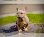 Small Photo #6 French Bulldog Puppy For Sale in CHULA VISTA, CA, USA
