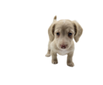 Small Photo #3 Dachshund Puppy For Sale in BALLWIN, MO, USA