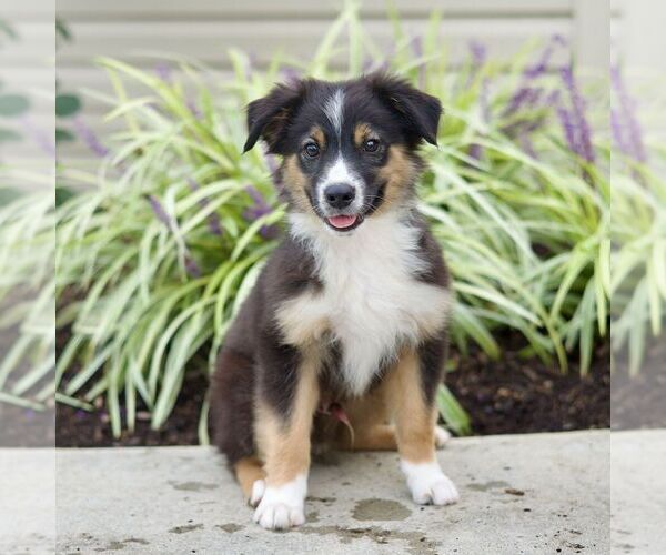 Medium Photo #1 Miniature Australian Shepherd Puppy For Sale in NEW PROVIDENCE, PA, USA