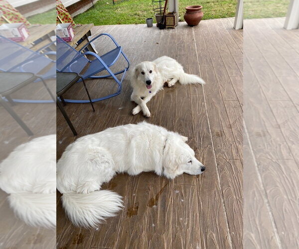 Medium Photo #6 Great Pyrenees Puppy For Sale in Spring, TX, USA