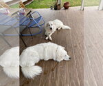 Small #5 Great Pyrenees