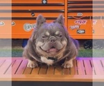 Small Photo #1 French Bulldog Puppy For Sale in MIAMI, FL, USA