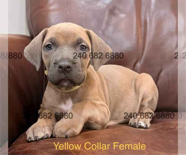 Medium Photo #3 Cane Corso Puppy For Sale in LA PLATA, MD, USA