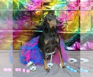 Doberman Pinscher Litter for sale in GOOSE CREEK, SC, USA