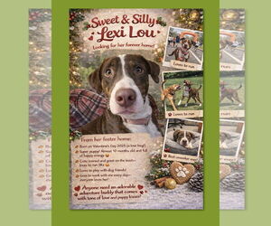 Plott Hound-Staffordshire Bull Terrier Mix Dogs for adoption in Thomasville, NC, USA