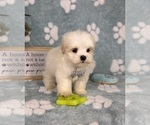 Small #1 Mal-Shi