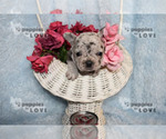 Small Photo #6 French Bulldog Puppy For Sale in SANGER, TX, USA