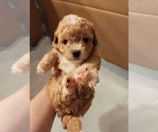 Medium Photo #1 Poodle (Miniature) Puppy For Sale in CANAAN, NH, USA