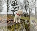 Small Photo #1 English Cream Golden Retriever Puppy For Sale in WORCESTER, MA, USA