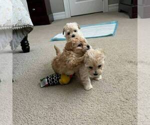 Maltipoo Puppy for sale in BATON ROUGE, LA, USA