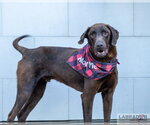 Small #1 Labrador Retriever