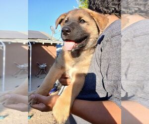 Akita-German Shepherd Dog Mix Puppy for sale in RIVERSIDE, CA, USA