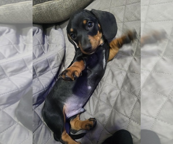 Medium Photo #1 Dachshund Puppy For Sale in HUNTINGTON PARK, CA, USA